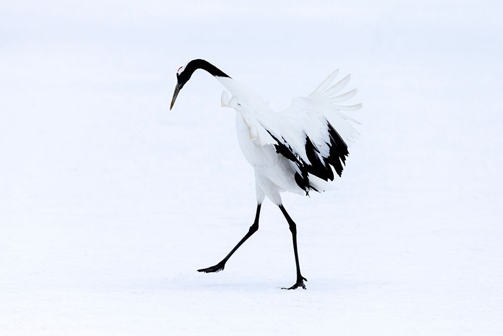 Japan-Hokkaido-Kushiro A red-crowned crane assumes elegant positions during its courtship dance art print by Ellen Goff for $57.95 CAD